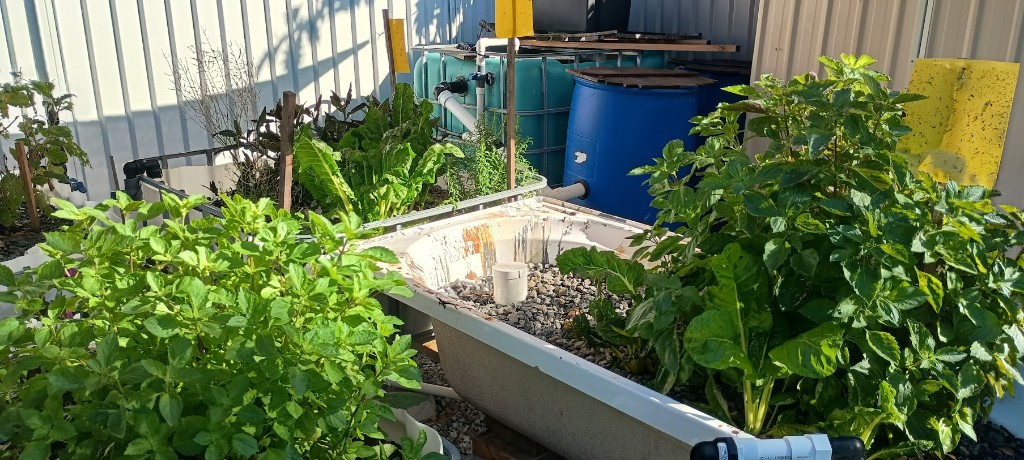 Backyard aquaponics setup with a bathtub grow bed, IBC fish tanks, gravel media, and leafy greens