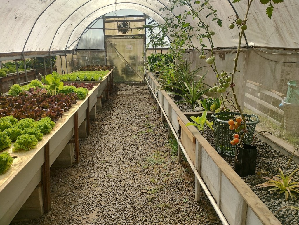 Murray Hallam farm greenhouse with raft beds of lettuce and gravel media beds
