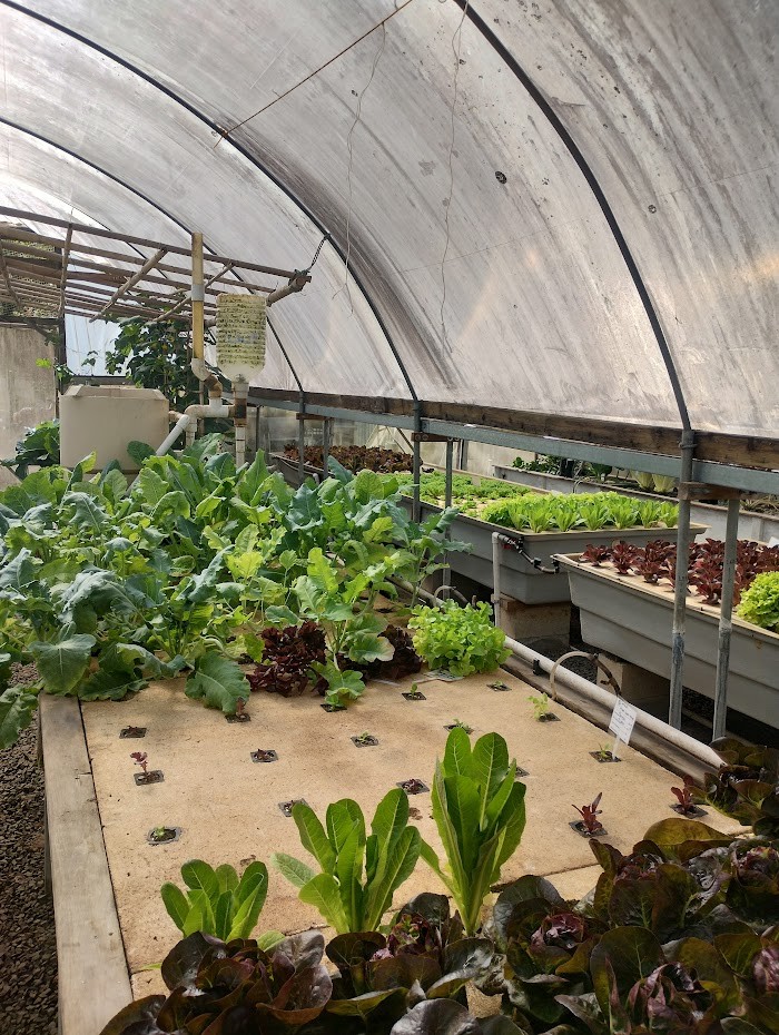 Murray Hallam aquaponics greenhouse showing reservoir tank, filter and PVC plumbing to grow beds