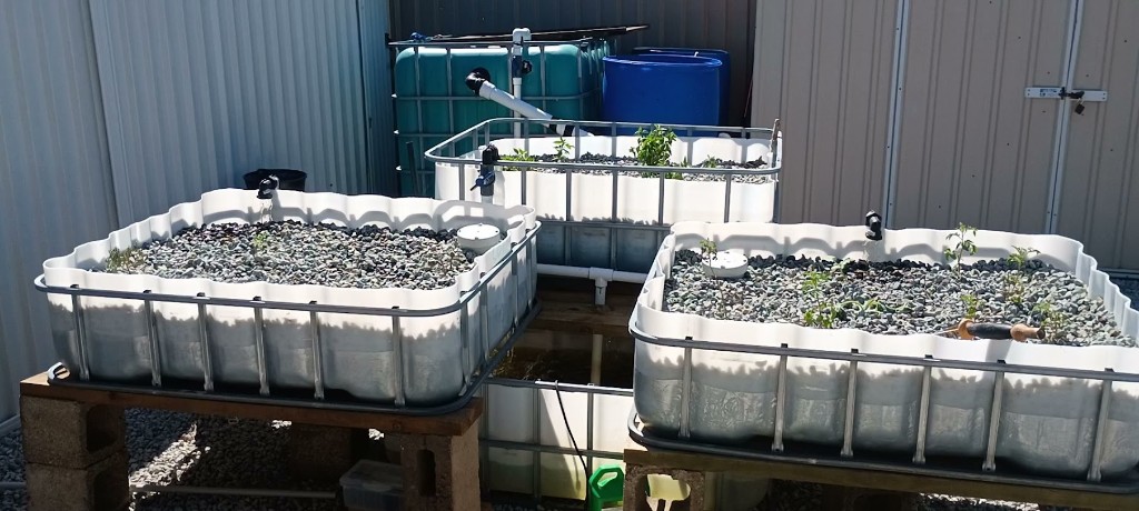Aquaponics media beds filled with gravel and young plants with PVC water distribution