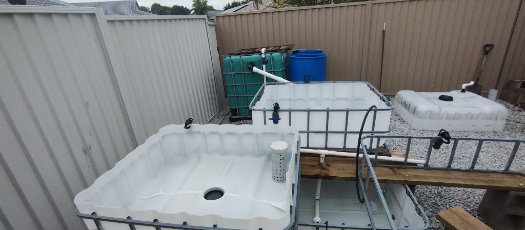 Early aquaponics layout with IBC totes, PVC plumbing and besser block supports on gravel