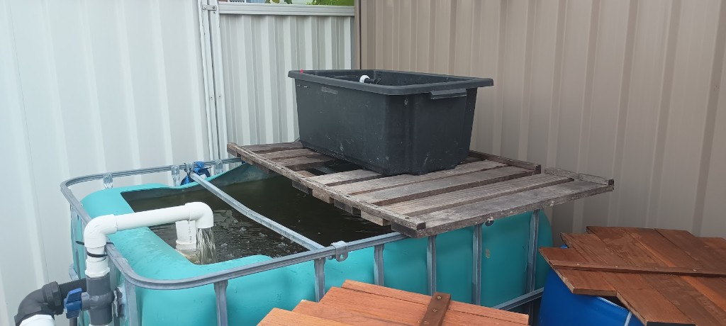 IBC fish tank with wooden pallet platform and grow bed plumbed above