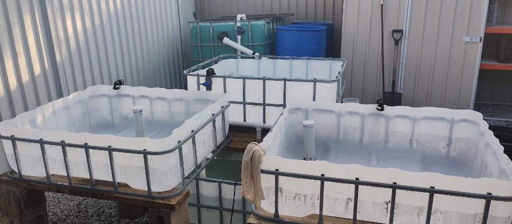 Aquaponics grow beds on besser blocks with bell siphon standpipes installed