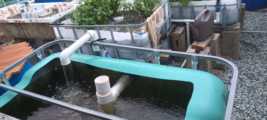 Running aquaponics system with water flowing into fish tank and planted media beds