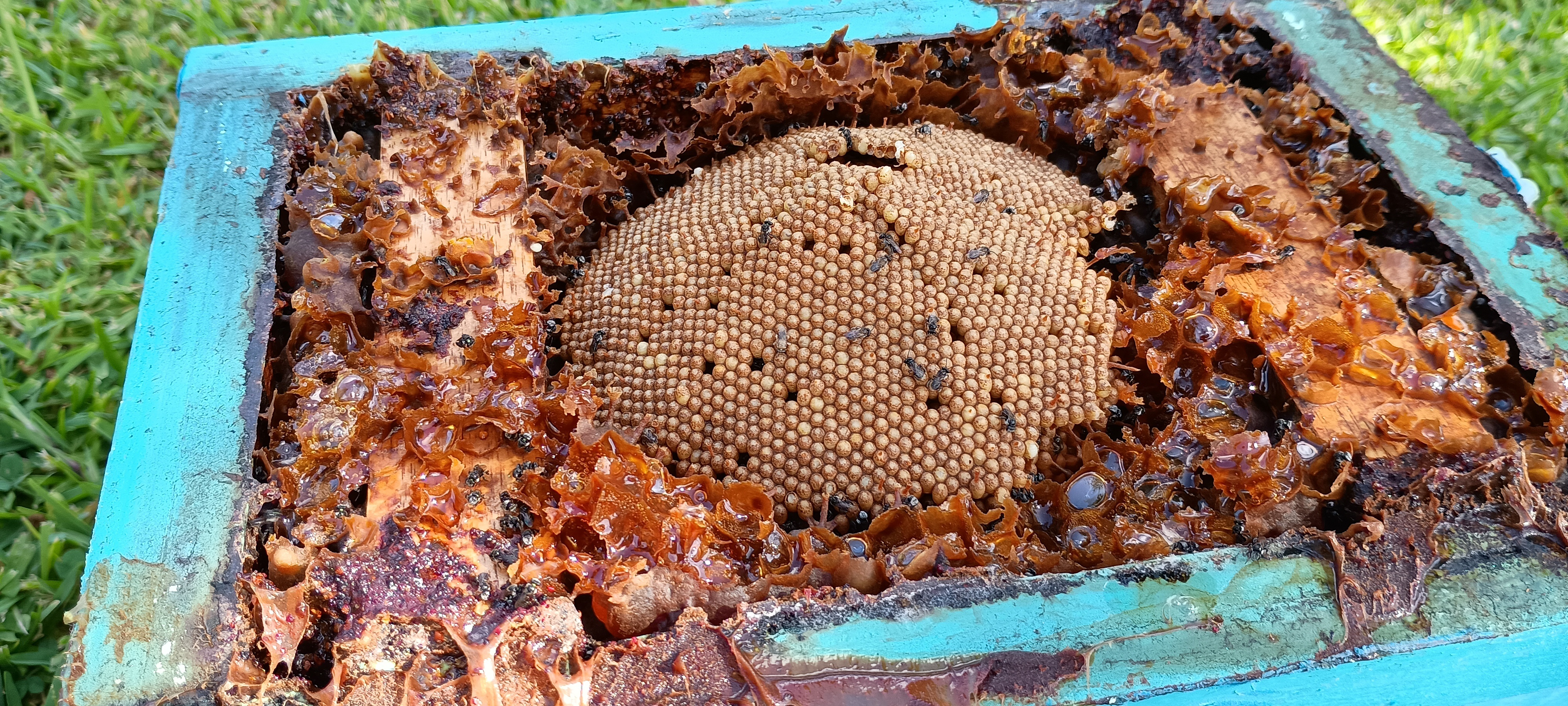 Close-up of native stingless bee brood comb, a dome of hexagonal cells built up in the centre of a teal hive box, surrounded by resin and honey pots