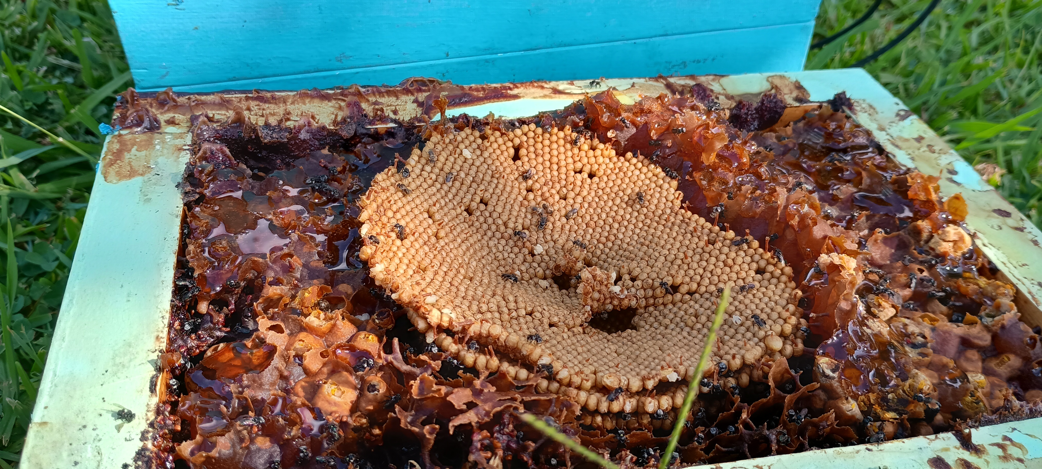 Inside a native stingless bee hive showing the characteristic dome-shaped brood comb surrounded by dark propolis and resin stores