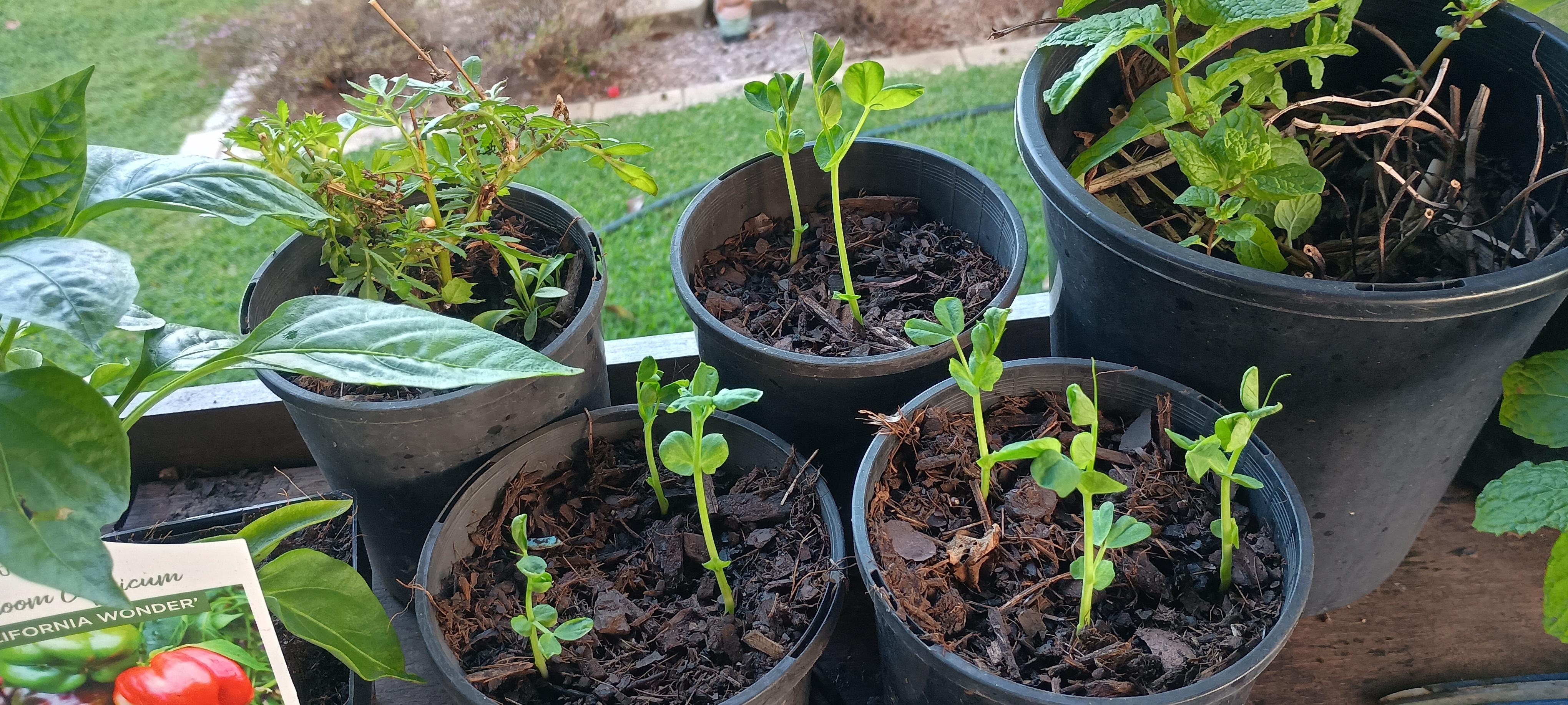Seedlings in small pots on a potting bench under the shanty, including capsicum and other vegetable starts